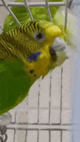 a close up of a yellow and green parakeet in a cage
