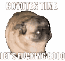 arizona coyotes coyotes yotes dancing pug dancing
