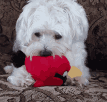 Butterbo Puppy GIF - Butterbo Puppy Cute GIFs
