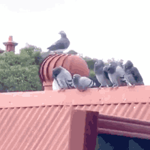 Pigeons Spinning GIF - Pigeons Spinning Twirl GIFs