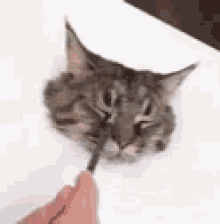 Art Realistic GIF - Art Realistic Cat GIFs