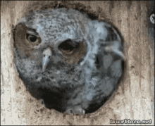 Owl Cute GIF - Owl Cute Excuse Me GIFs