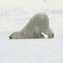 Polar Bear Silly GIF - Polar Bear Silly Cute GIFs