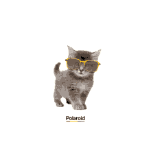 cat polaroid