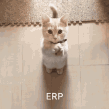 erp cat