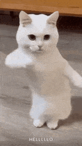 a white cat is standing on its hind legs on a wooden floor .