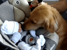 Dog Kissing A Baby GIF