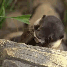 otter sleepy
