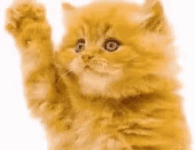 Bye Kitten GIF - Bye Kitten GIFs