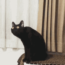 Surprised Cat Black Cat GIF
