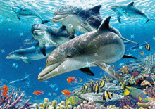 Dolphins Reef GIF - Dolphins Reef Ocean GIFs