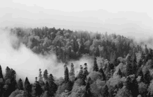 Trees Fog GIF