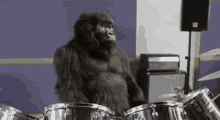 Mad Skillz GIF - Drums Drumming Gorilla GIFs
