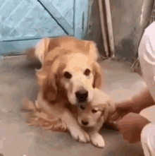 funny animals dogs mine dont touch stop it