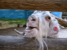 Crazy Goat GIF - Crazy Goat Silly GIFs