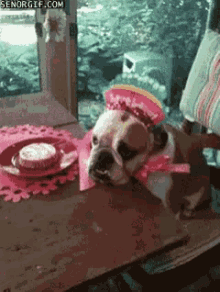 Birthday Dog GIF - Birthday Dog GIFs