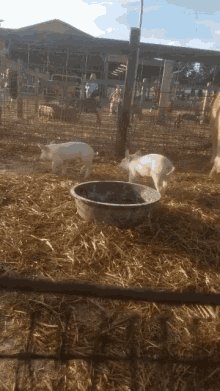 Pigs Farm GIF