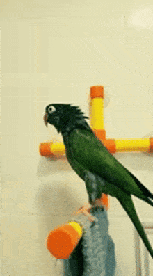 Twinkie Graham Bird Parrot Big Shower GIF - Twinkie Graham Bird Parrot Big Shower GIFs