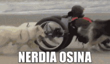 Nerdia Osina GIF - Nerdia Osina Swag GIFs