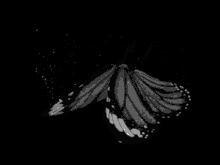 Butterfly Black And White GIF - Butterfly Black And White Flying Butterfly GIFs