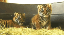 Tiger Cubs GIF