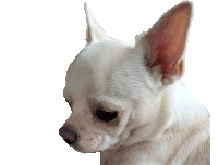 Mad Chihuahua Sticker - Mad Chihuahua Tongue Out Stickers