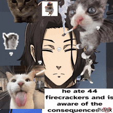 a collage of cats and a man with the words he ate 44 firecrackers and is aware of the consequences on the bottom