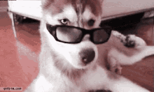 Cool Dog GIF - Huskie Dog Cool GIFs