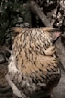 Owl No Touch GIF
