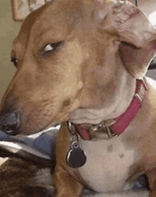 a close up of a dachshund wearing a red collar and tag .