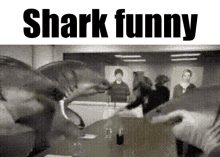 Shark Shark Funny GIF