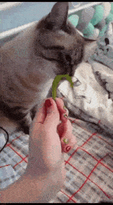 a cat is eating a green plant from a person 's hand .