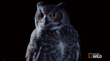 Staring Great Horned Owl On The Hunt GIF - Staring Great Horned Owl On The Hunt Glaring GIFs