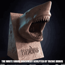 white shark shark yacine brinis animal
