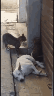 Fight Cats GIF - Fight Cats Getting Out Of Here GIFs