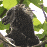 Looking Around Harpy Eagle GIF