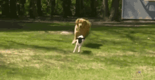 two dogs are running in a field with a sign that says ctv news winnipeg
