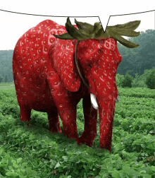 elephant strawberry