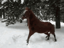 Snow Angel Horse GIF