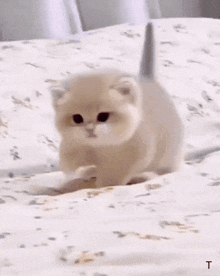 Cute Cat GIF - Cute Cat Kittens GIFs