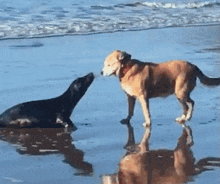 a dog is standing on a beach next to a seal in the water .