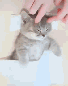 Cattt GIF - Cattt Cat GIFs