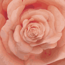 Never Ending Rose Pink Rose GIF - Never Ending Rose Pink Rose Rose GIFs