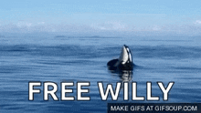whale orca jumping killer whale