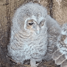 Shaking Tawny Owl GIF - Shaking Tawny Owl Robert E Fuller GIFs