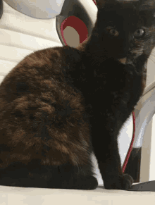 Cat Tap Cat Poke GIF - Cat Tap Cat Poke Cat Touch GIFs