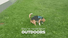 a dog standing in the grass with the words " they 've never been outdoors "