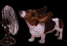 fan beagle wind ears blow
