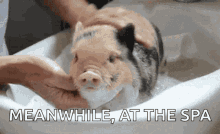 Pig Bath Pig GIF - Pig Bath Pig Happy Pig GIFs