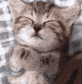 a kitten is sleeping with its eyes closed